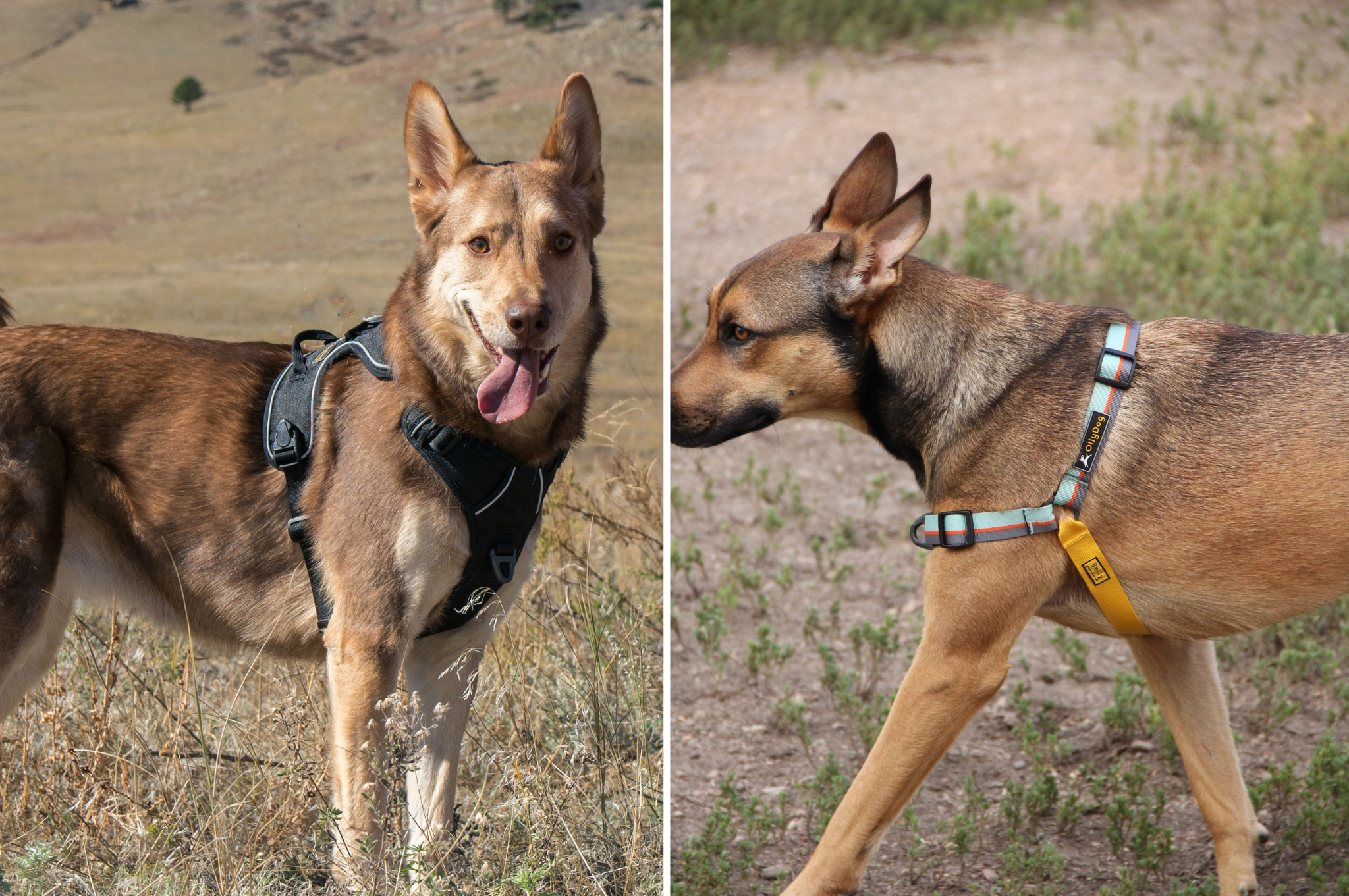 Guide To Choose And Put On Dog Harness