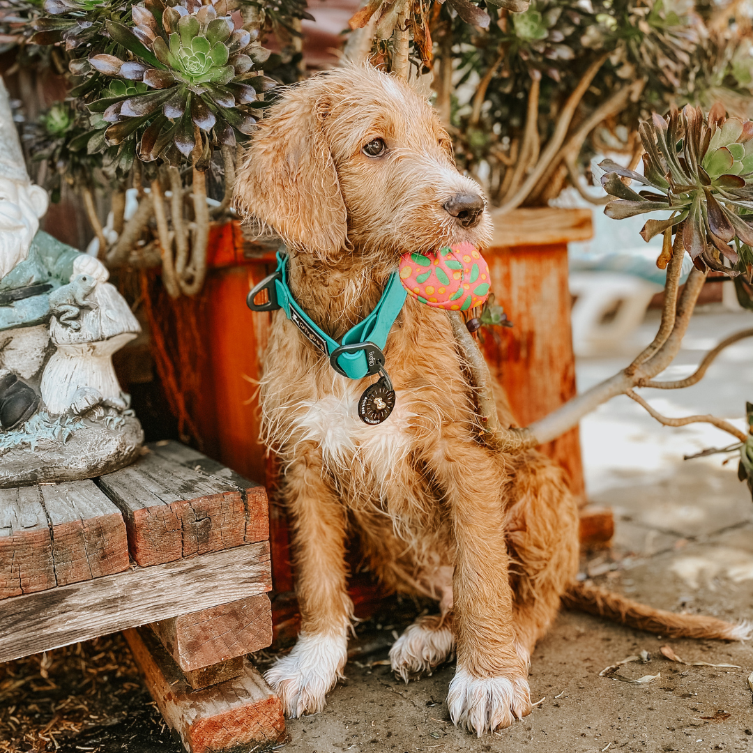 Roundup: Favorite Dog Names