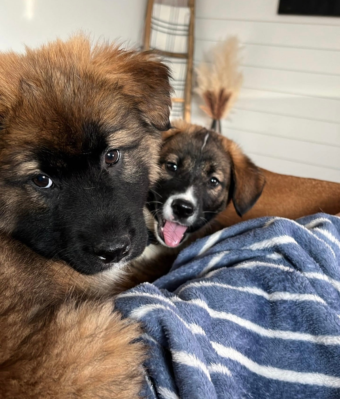 Tips on Fostering Puppies: Essential Secrets for Success
