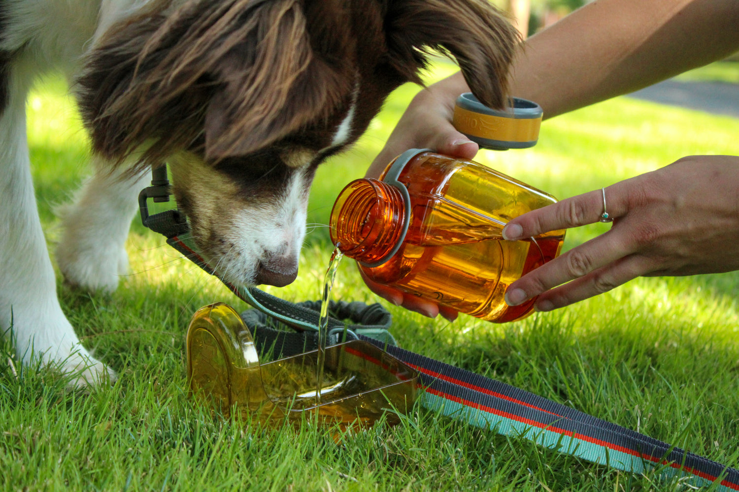 5 Ways To Keep Your Canine Friend Cool This Summer