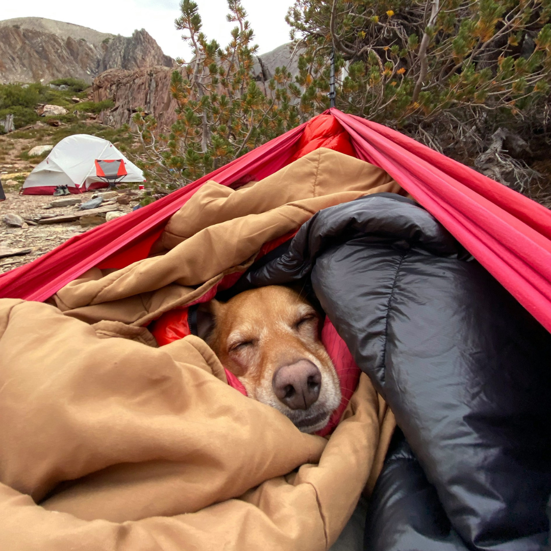 Checklist for Camping With Your Dog OllyDog Camping Gear