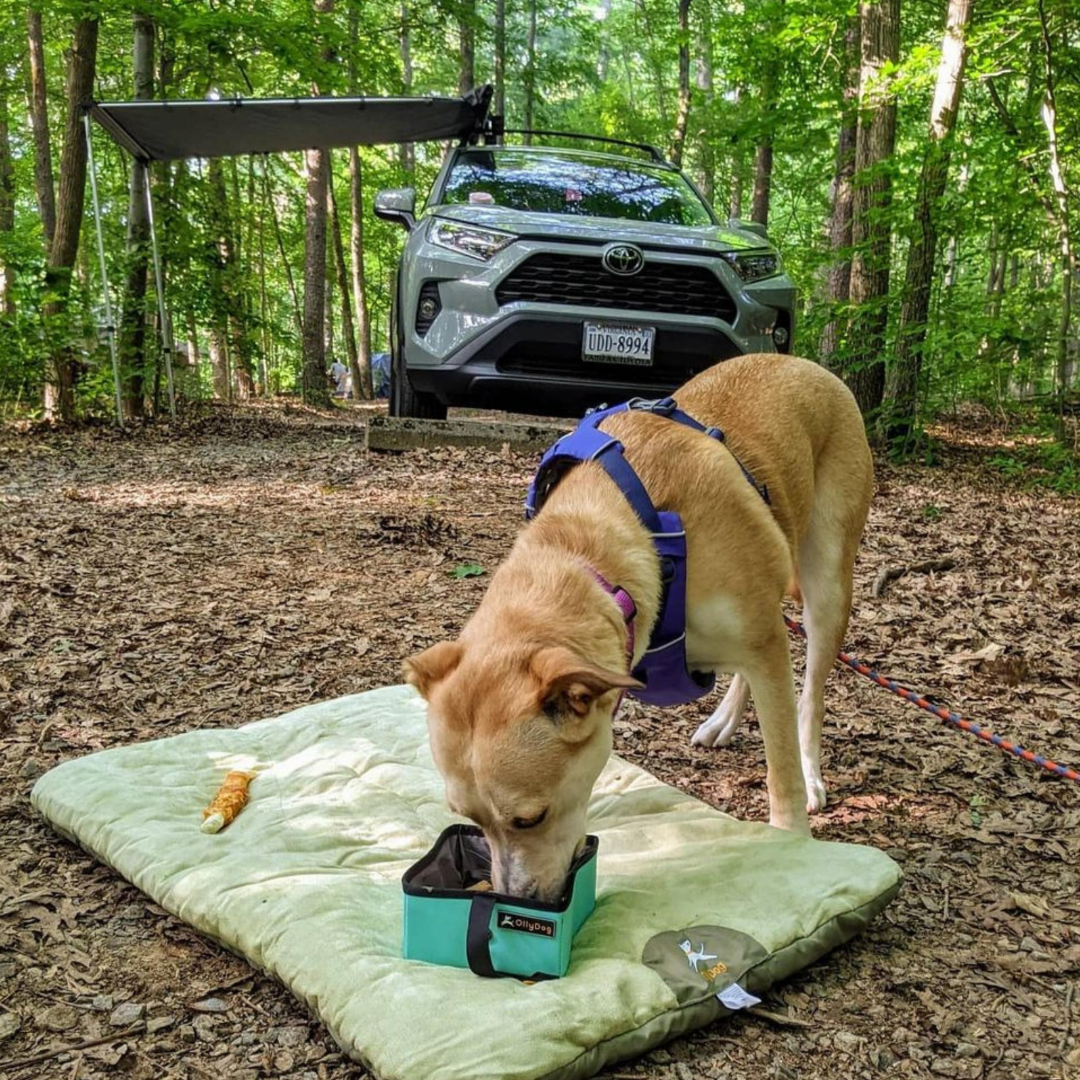 A dog eating from OllyDog's Crumple Travel Bowl on top of OllyDog's Vagabond Travel Bed