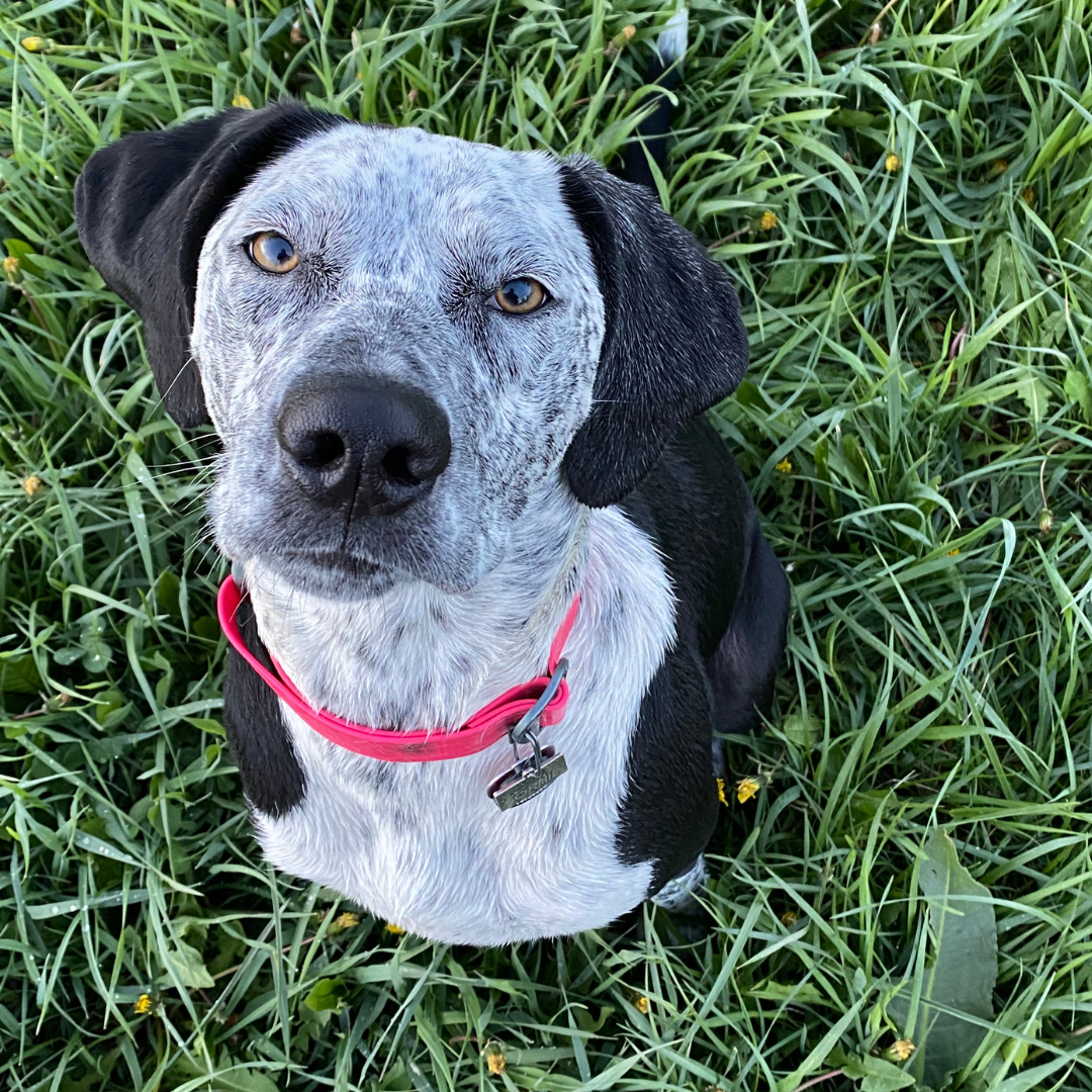OllyDog office dog Sophie looks up at the camera with puppy eyes