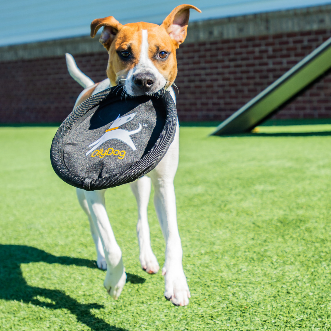 A dog playing with the Flyer Disc by OllyDog