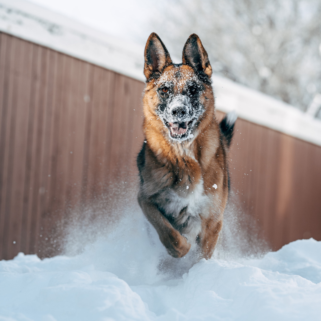A large dog playing in a snowy backyard