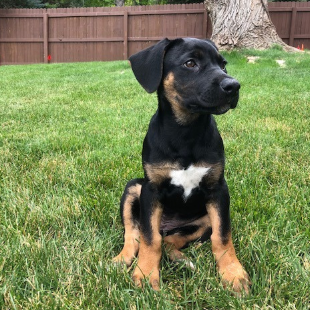 Tonka, a rescue puppy from the Humane Society of Boulder Valley