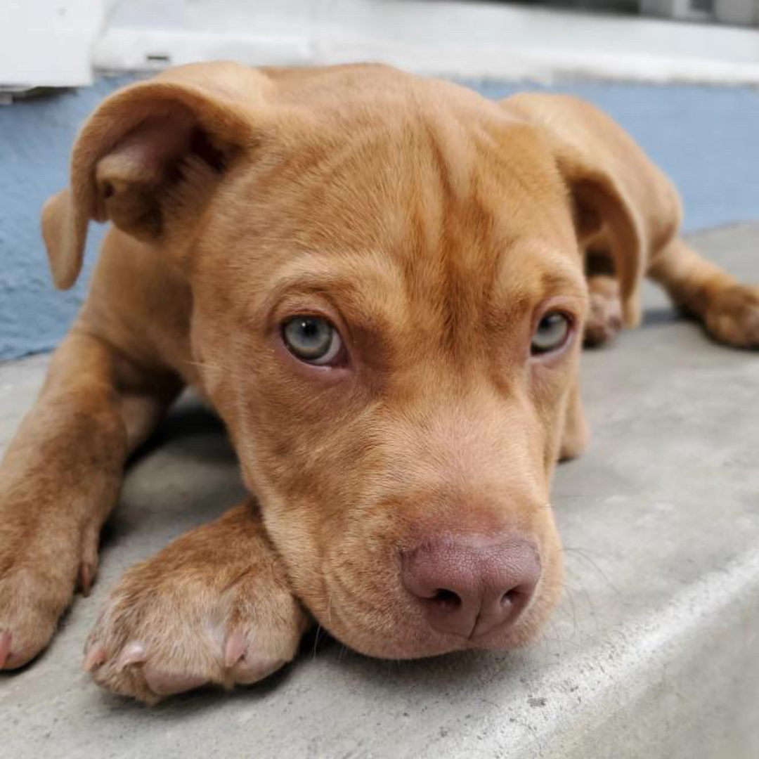Meet Ollie! The OllyDog of the Month Feature.