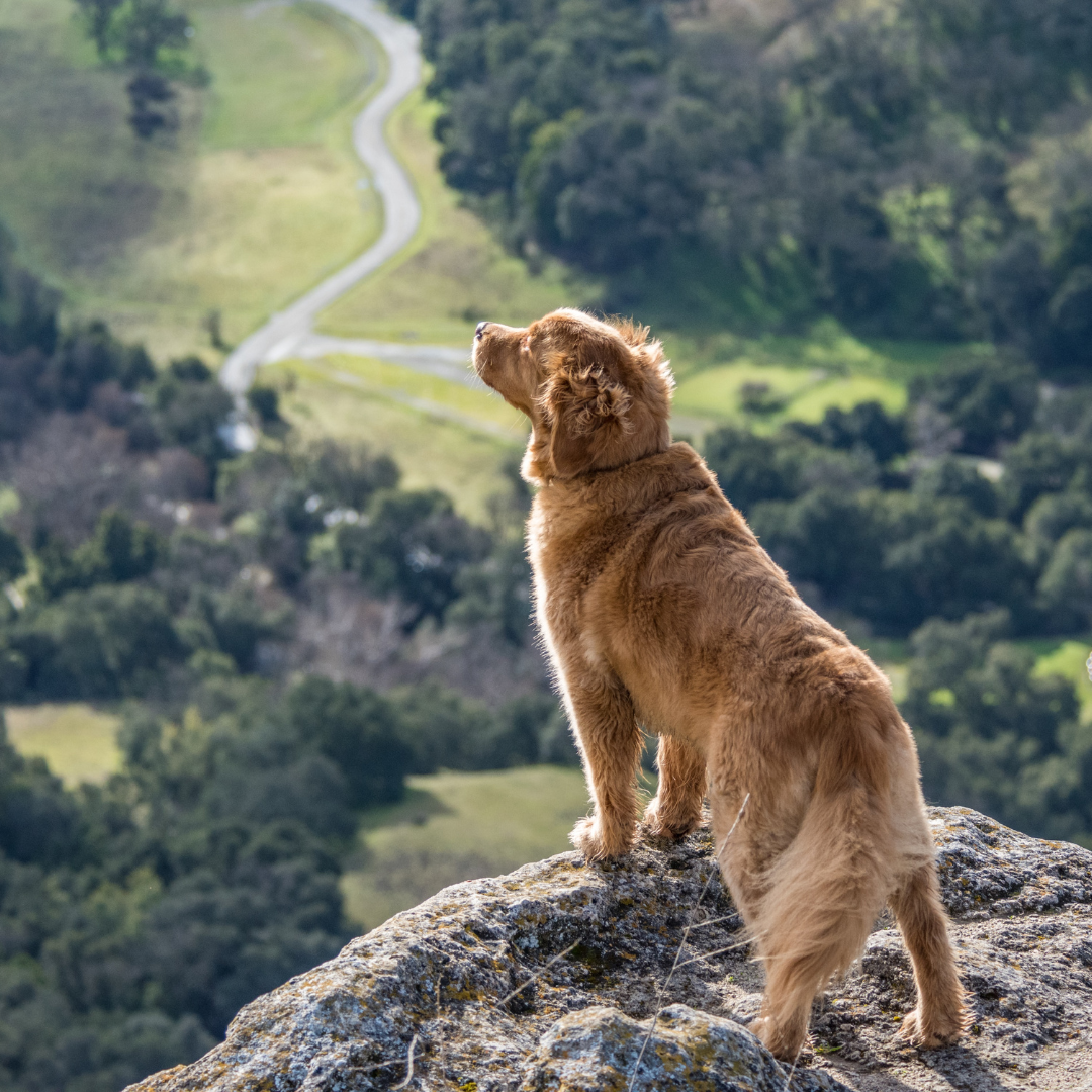 Dog looking out at the view on a rock