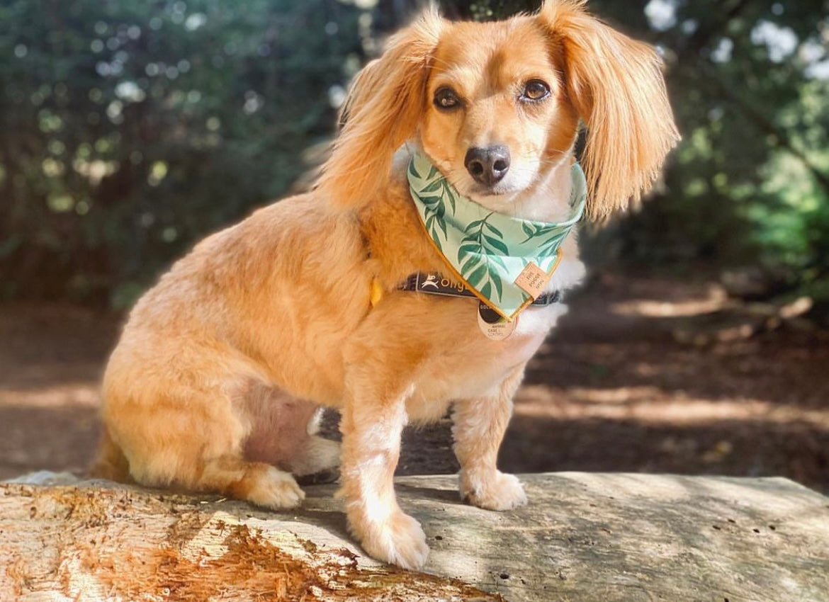 OllyDog of the Month: Whoofi Goldberg