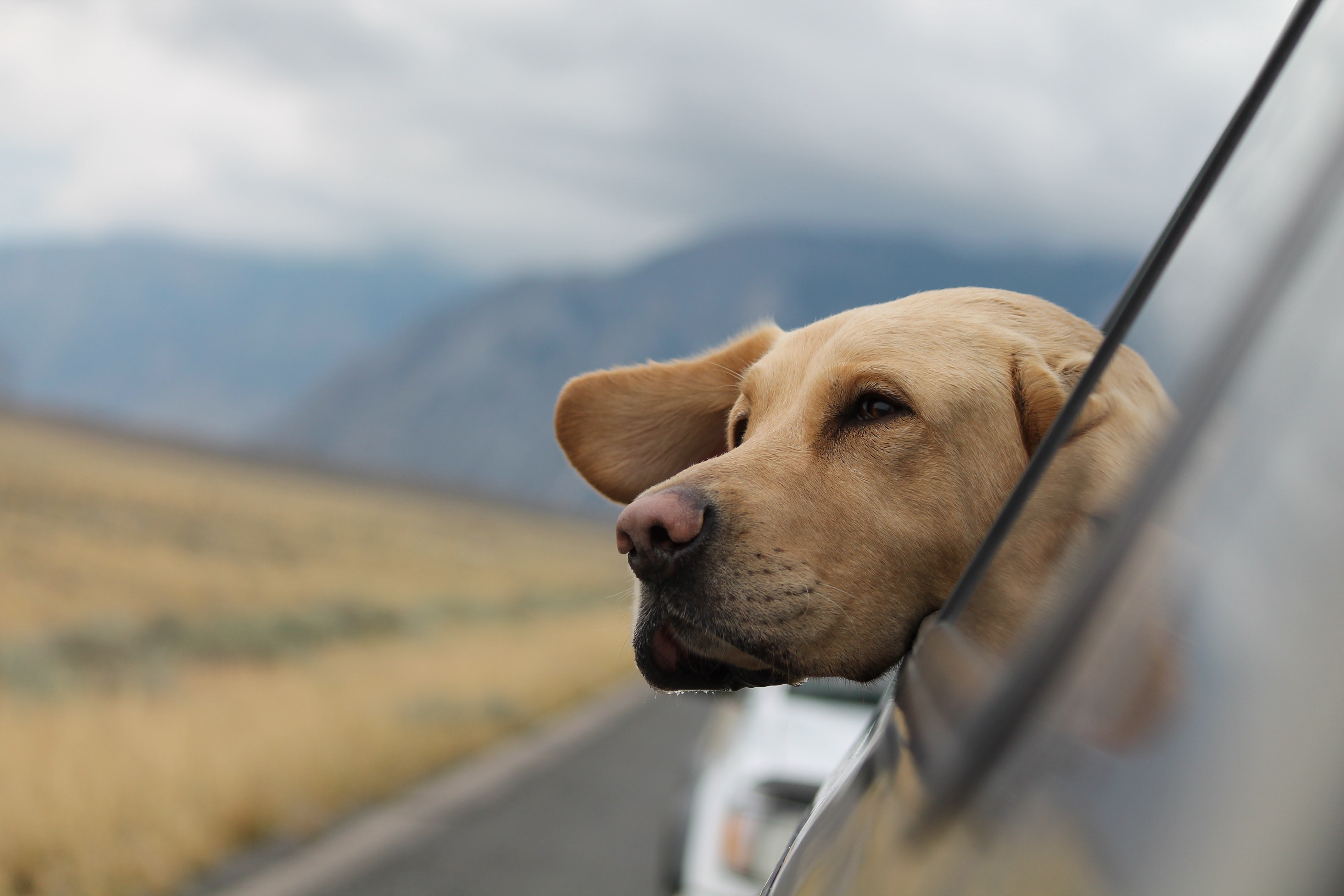 Five Things To Know Before Moving With Your Dog
