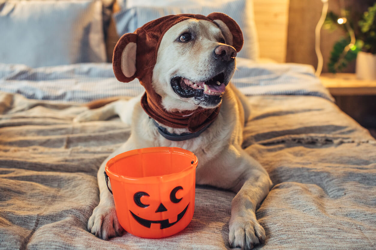 7 Toxic Foods for Dogs to Avoid (And What to Do if They Eat Them)