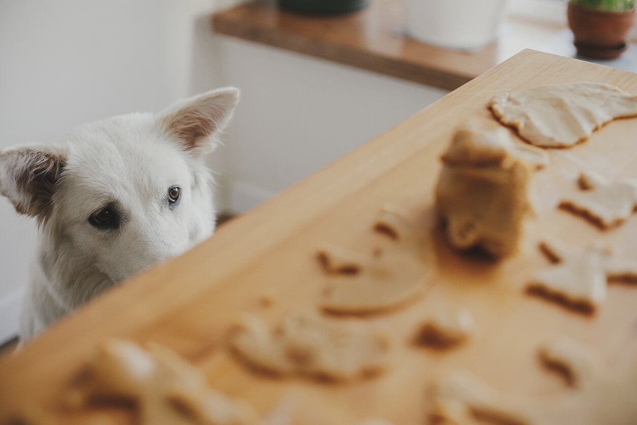 The Best Easy and Delicious Homemade Holiday Dog Treats