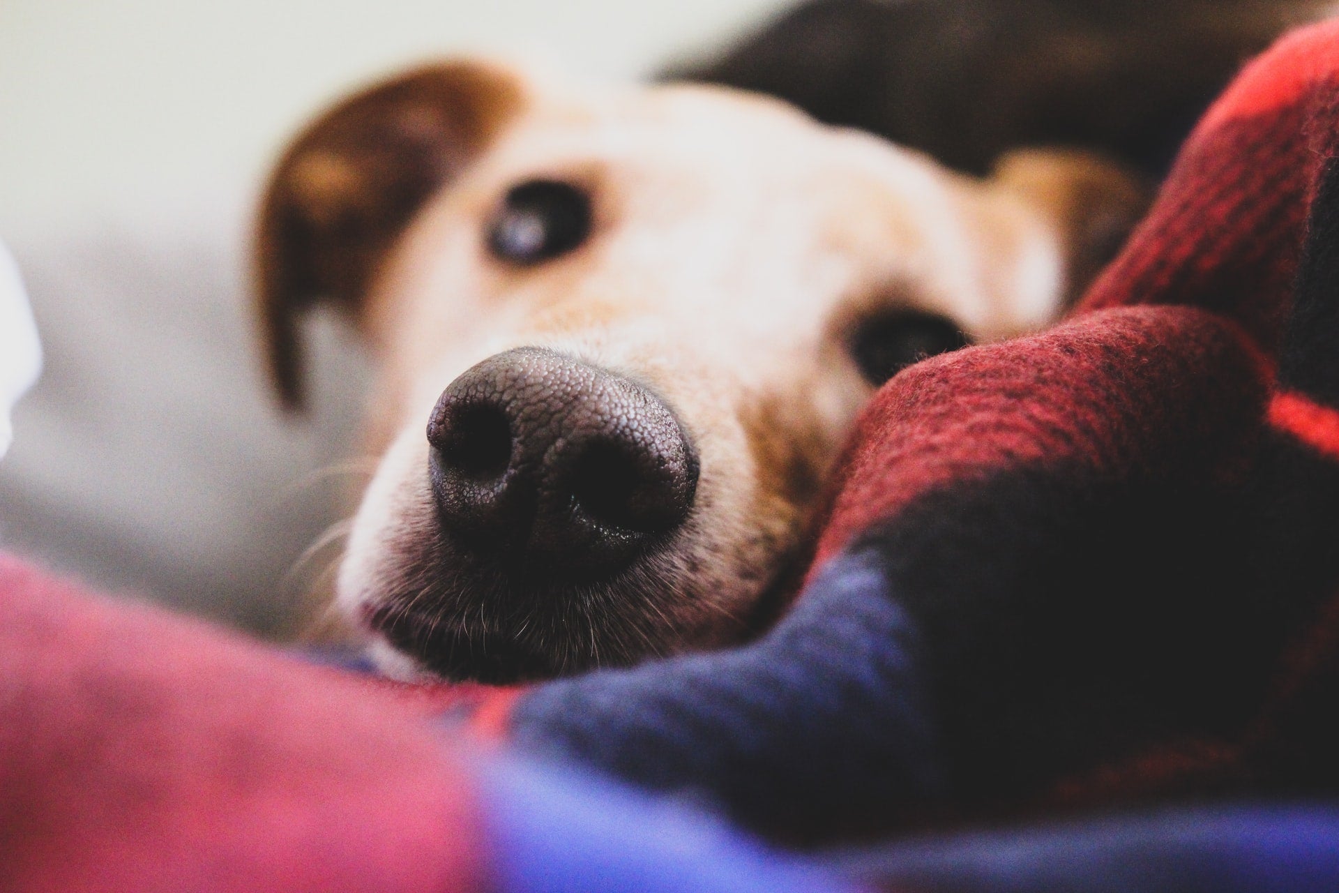 The Best Dog Stories of 2021 Will Warm Your Heart