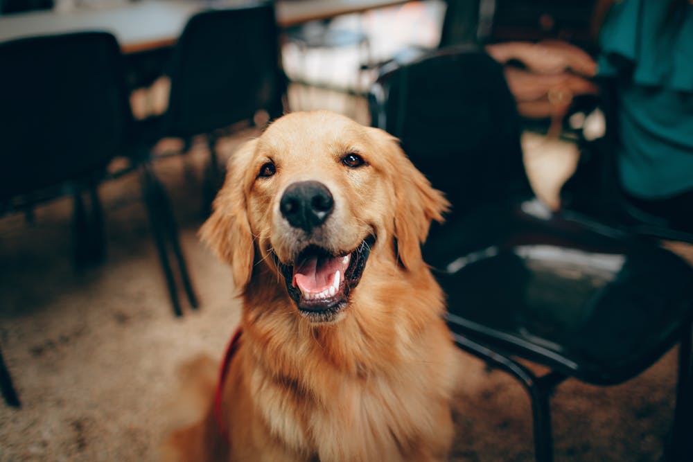 How to Balance your Dog with your Job