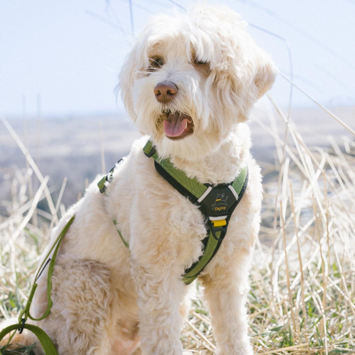Dog wearing the OllyDog Flagstaff Adjustable Leash and harness in Cactus Woodgrain, sitting outdoors in a grassy field. The leash’s sturdy webbing and secure carabiner are visible, designed for safe and comfortable hiking and walking adventures #color_cactus woodgrain