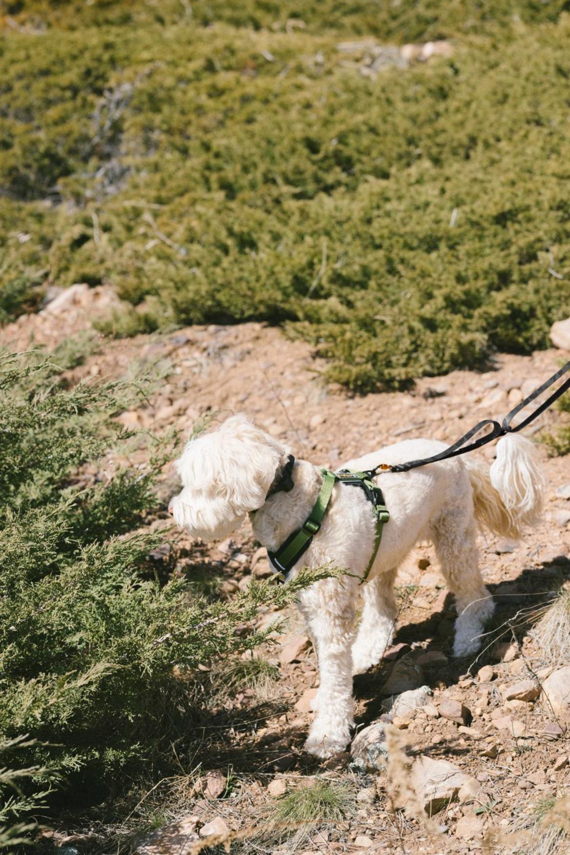 Dog walking on a rocky trail wearing the OllyDog Flagstaff Adjustable Leash in Dream Camo and a matching harness. The leash’s sturdy webbing and swivel carabiner are visible, designed for secure, hands-free hiking and outdoor adventures #color_dream camo
