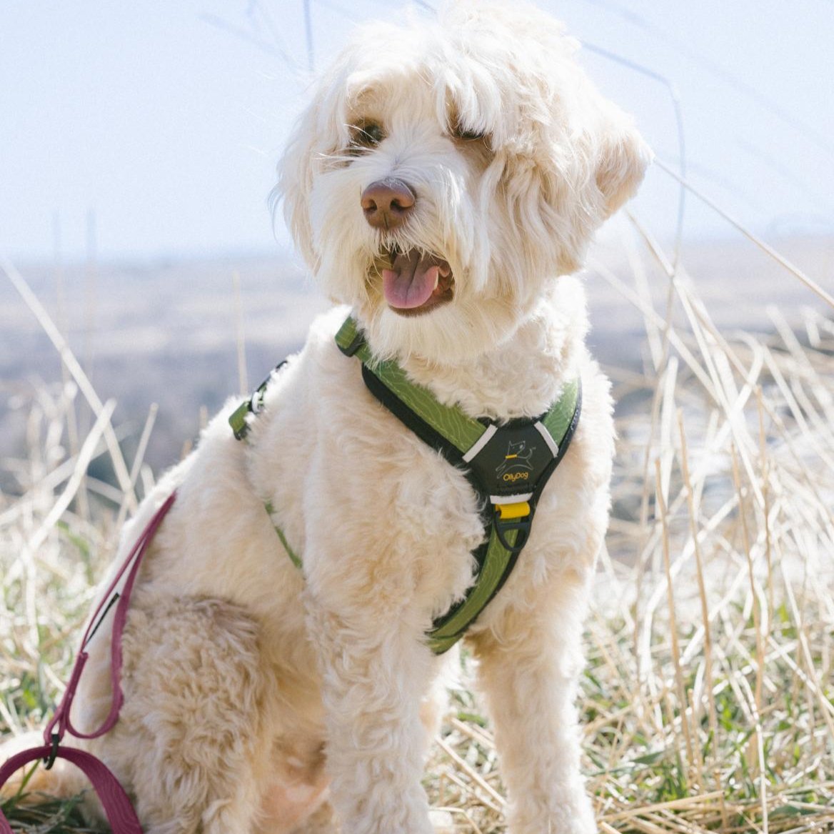 Fluffy white dog wearing the OllyDog Flagstaff Adjustable Leash in Rosewood Woodgrain color, sitting outdoors in a grassy field. The leash is clipped to a matching harness, showcasing the padded handle and durable webbing #color_rosewood woodgrain
