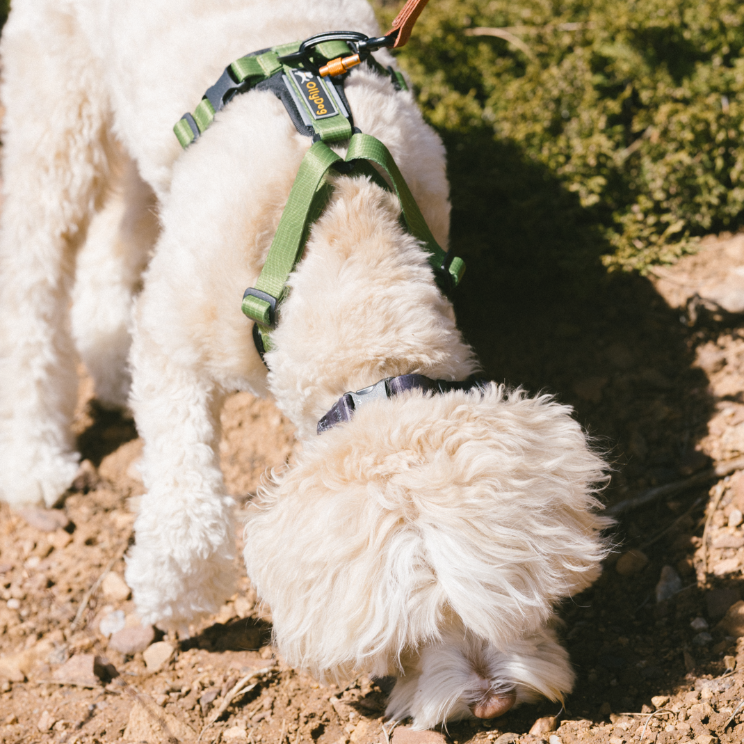 Dog wearing the OllyDog Alpine Reflective Comfort Harness in cactus woodgrain color, sniffing the ground outdoors, showcasing adjustable fit and reflective features #color_cactus woodgrain
