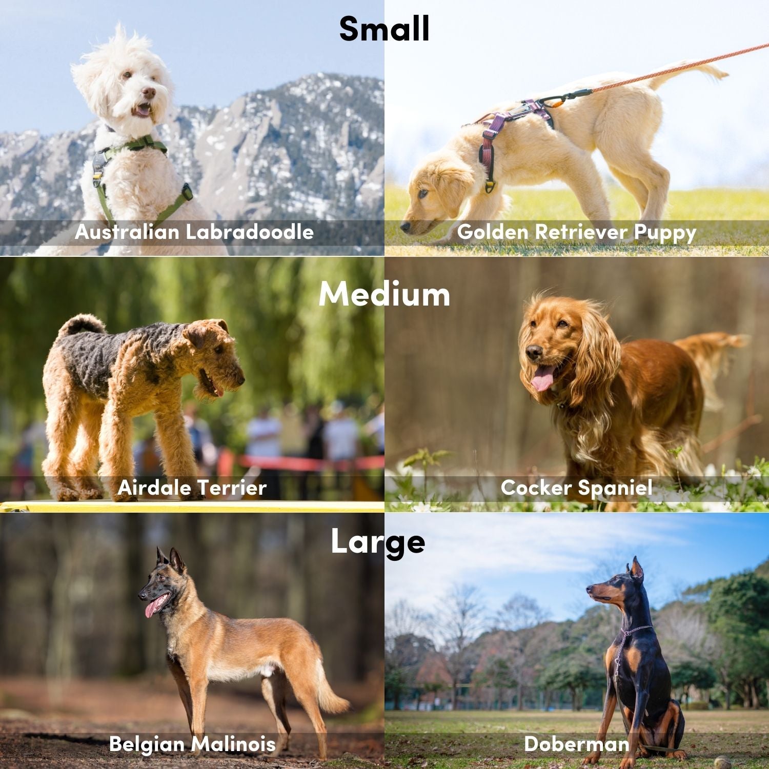 Dog breed size chart for OllyDog Alpine Reflective Comfort Harness, showing examples of small, medium, and large dogs including Australian Labradoodle, Golden Retriever puppy, Airedale Terrier, Cocker Spaniel, Belgian Malinois, and Doberman #color_cactus woodgrain