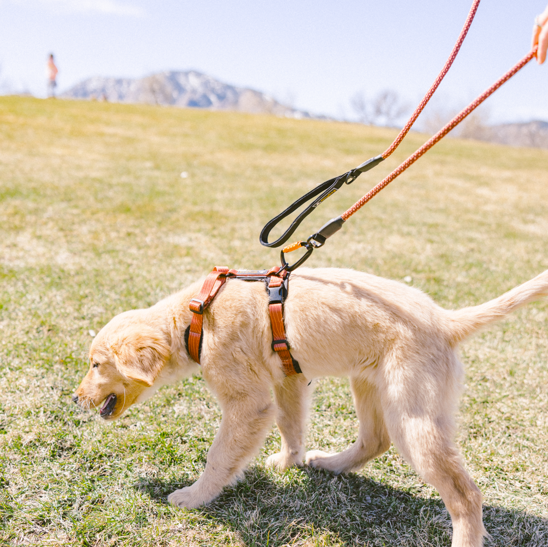 Golden retriever puppy wearing the OllyDog Alpine Reflective Comfort Harness in Clay color with woodgrain pattern, walking outdoors on grass with a matching leash, showcasing adjustable fit and padded design #color_clay woodgrain