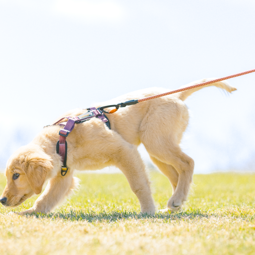 Golden puppy wearing OllyDog Alpine Reflective Comfort Harness in rosewood woodgrain color, walking on grass with an orange leash attached, harness showing padded chest strap and reflective trim #color_rosewood woodgrain