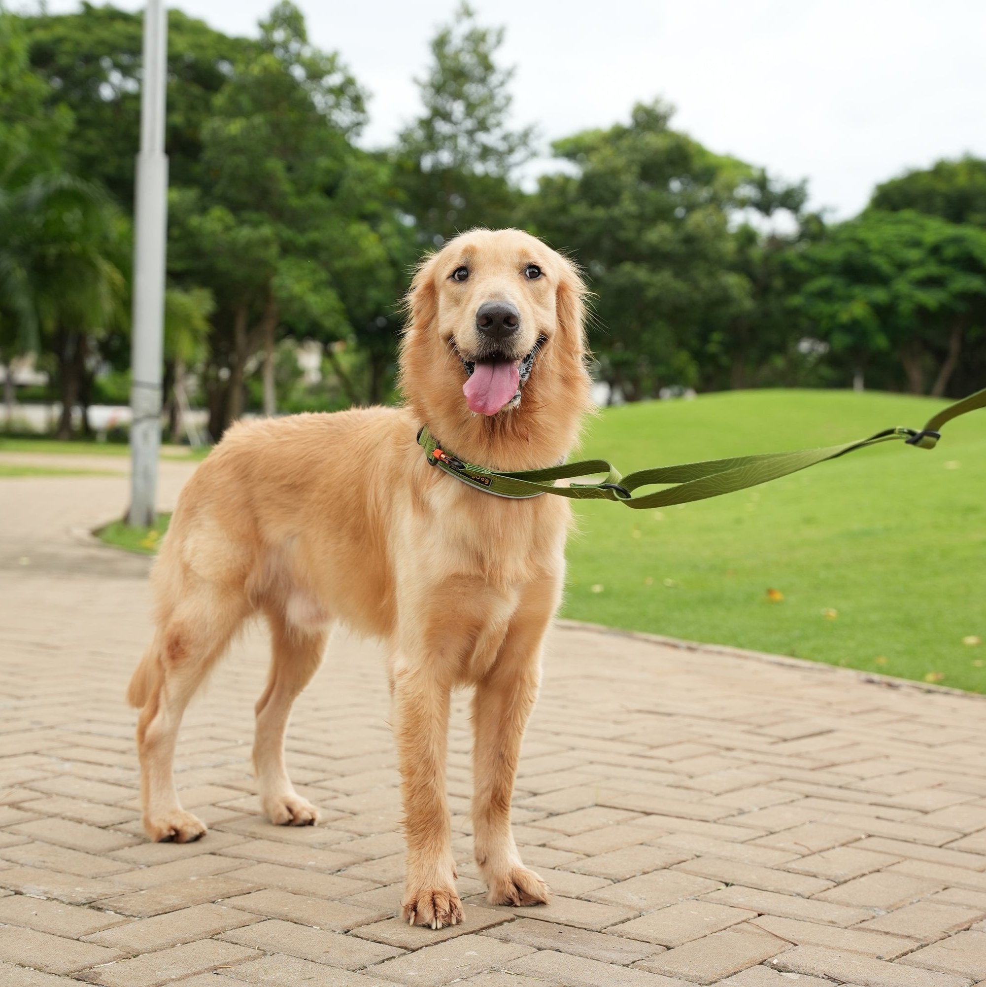 Golden Retriever wearing the OllyDog Flagstaff Adjustable Leash in Cactus Woodgrain, standing on a paved path in a park. The leash features a padded handle, adjustable waist belt, and sturdy webbing, designed for secure and comfortable outdoor walks #color_cactus woodgrain