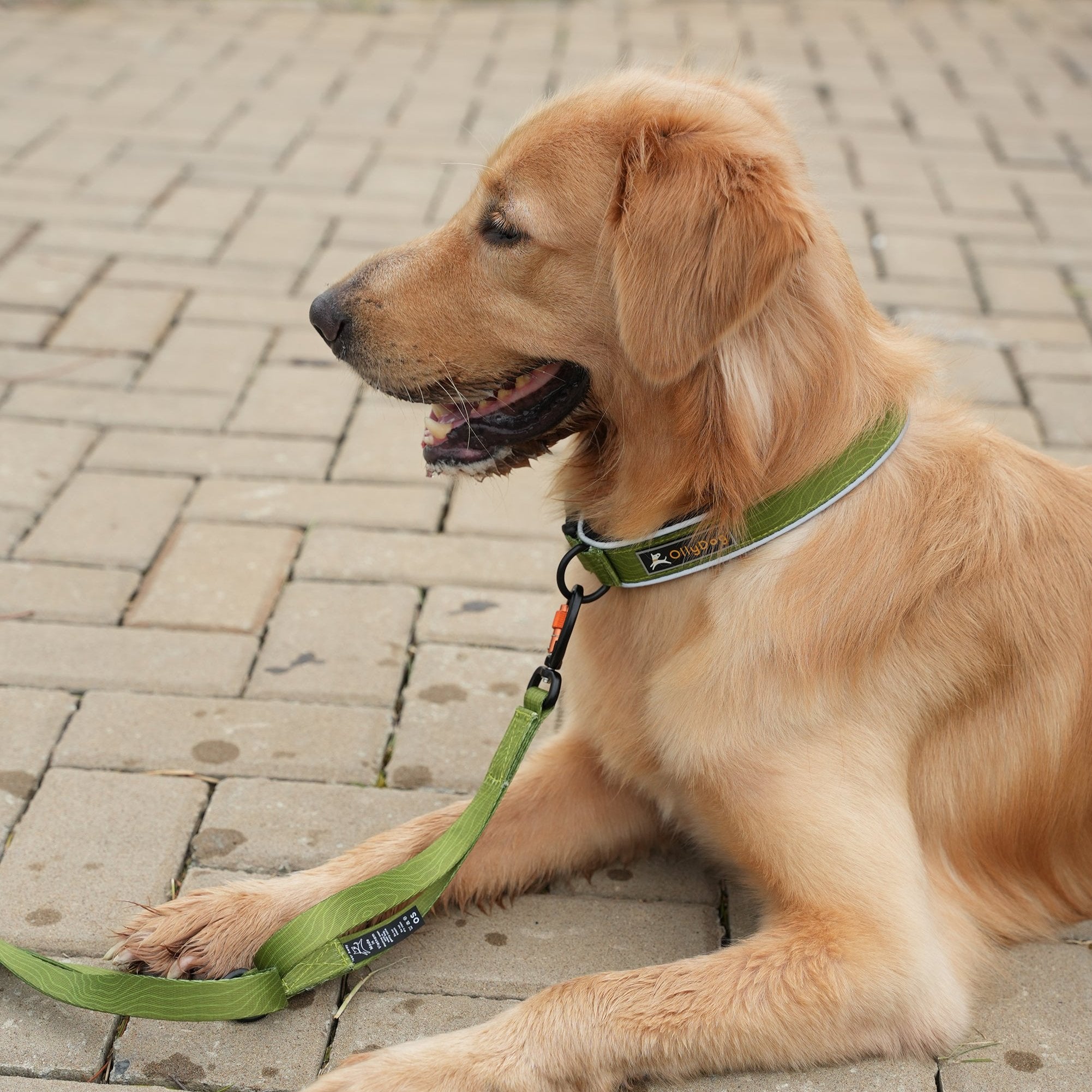 Golden Retriever resting on a paved path, wearing the OllyDog Flagstaff Adjustable Leash in Cactus Woodgrain. The leash’s padded handle, strong webbing, and swivel carabiner hook are visible, designed for durable and comfortable dog walking #color_cactus woodgrain