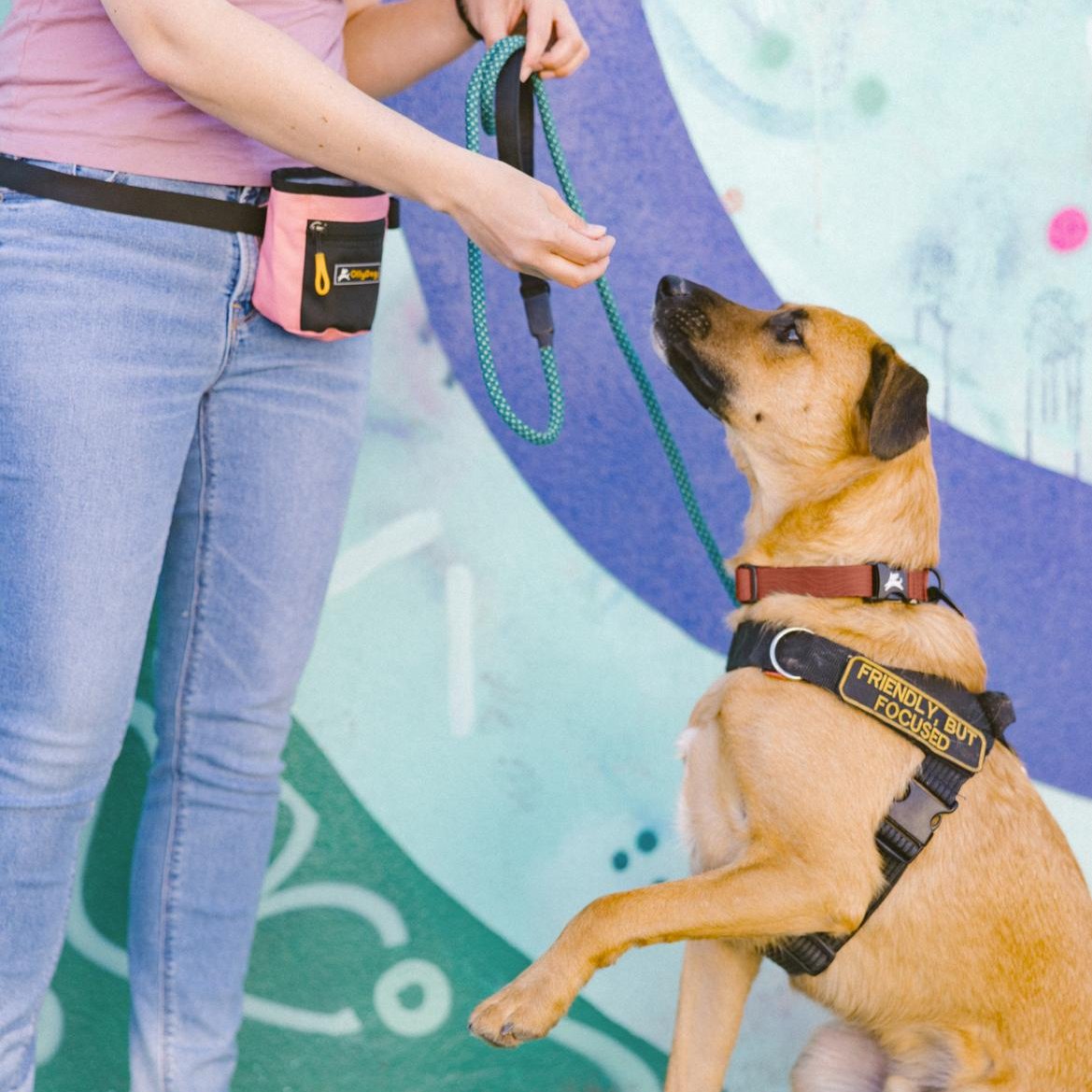 Dog wearing OllyDog Flagstaff Reflective Dog Collar in clay woodgrain color, front view with leash attached, showing adjustable fit, durable sublimation polyester webbing, reflective band, and secure aluminum D-ring, designed for comfort and safety during walks #color_clay woodgrain