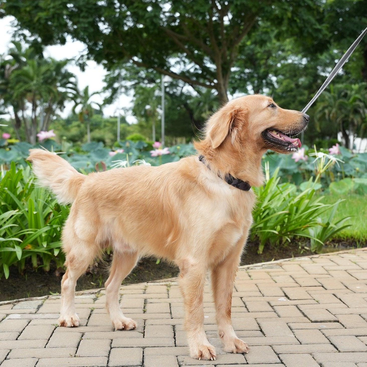 Golden Retriever wearing OllyDog Flagstaff Reflective Dog Collar in Dream Camo, black camouflage adjustable collar with quick-release buckle, reflective safety band, and aluminum D-ring for leash attachment #color_dream camo