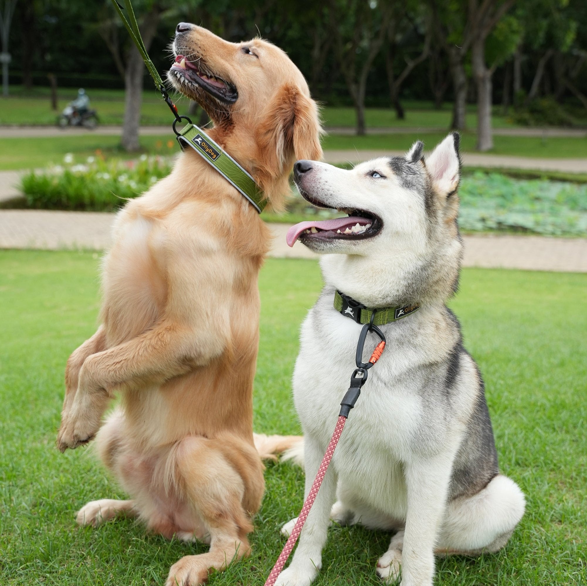 Golden Retriever and Siberian Husky wearing OllyDog Flagstaff Reflective Comfort Dog Collars in Cactus green, padded neoprene for comfort, durable polyester webbing, aluminum D-ring, quick-release buckle, reflective piping, shown outdoors in a grassy park setting #color_cactus woodgrain