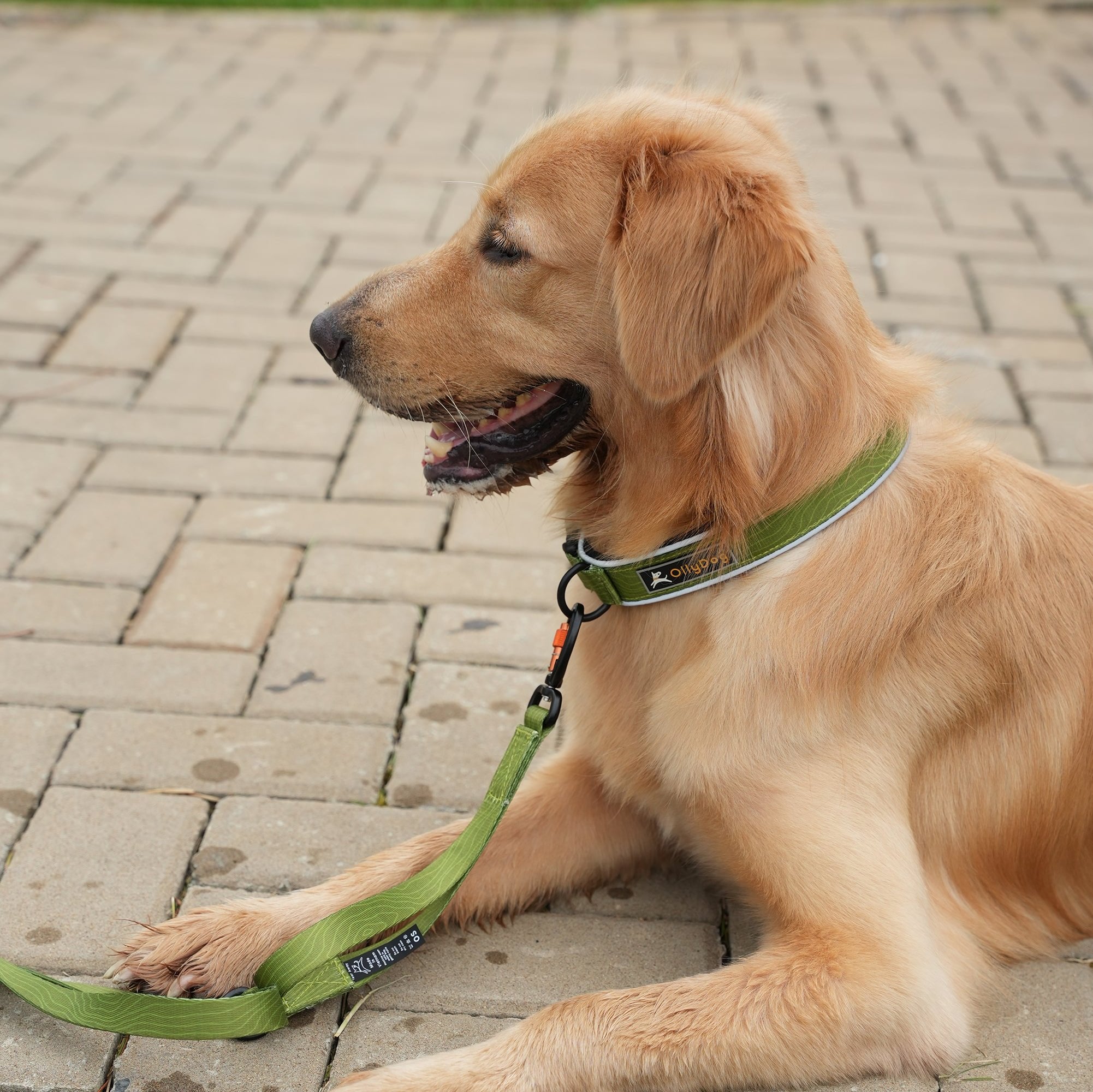 Golden Retriever wearing OllyDog Flagstaff Reflective Comfort Dog Collar in Cactus green with padded neoprene layer, durable sublimation polyester webbing, reflective piping, quick-release buckle, and aluminum D-ring, shown lying down on stone pavement with matching leash attached #color_cactus woodgrain