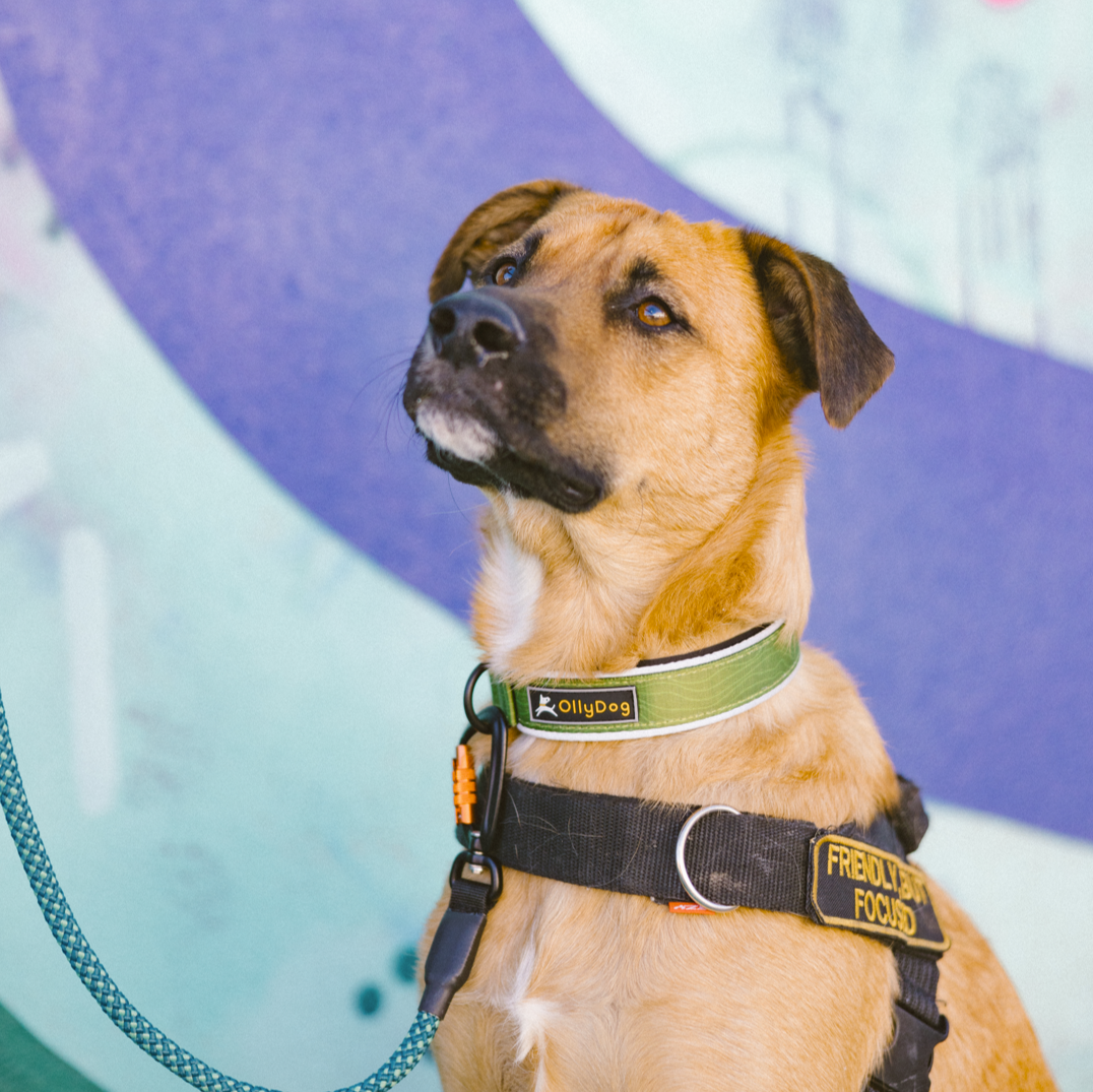 Dog wearing OllyDog Flagstaff Reflective Comfort Collar in cactus green color, shown with leash and harness in an outdoor setting for visibility and safety #color_cactus woodgrain