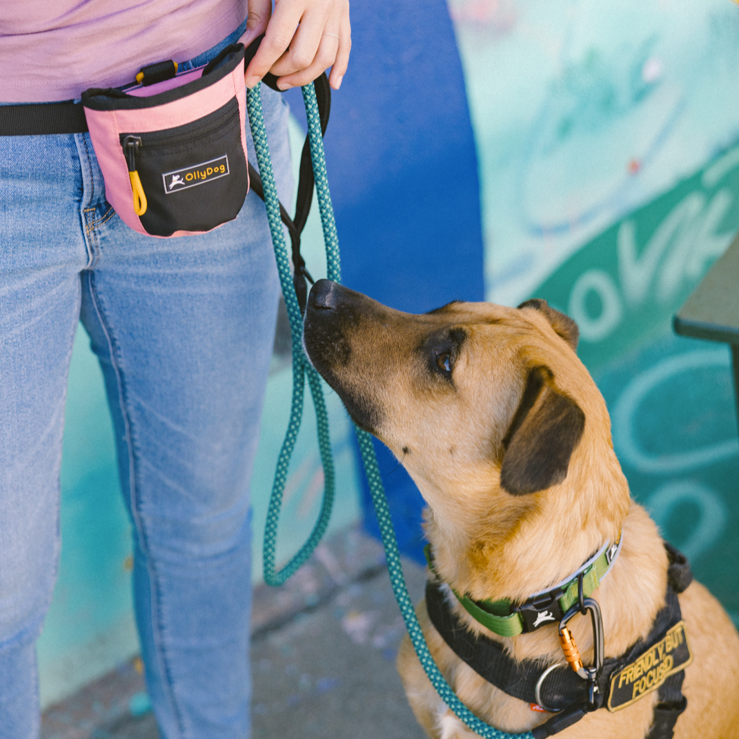 Dog wearing OllyDog Flagstaff Reflective Comfort Collar in cactus green, looking up at handler holding leash and treat pouch, demonstrating leash training with padded collar and durable hardware #color_cactus woodgrain
