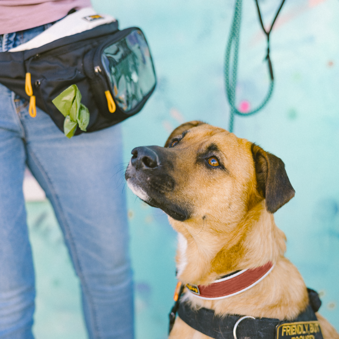 Dog wearing OllyDog Flagstaff Reflective Comfort Collar in clay color, paired with harness, next to owner holding leash and wearing a treat pouch, outdoor scene #color_clay woodgrain
