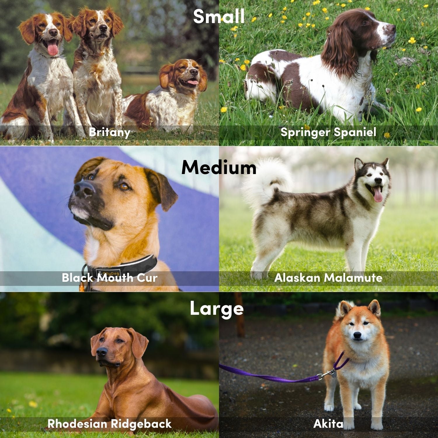 Dog breed size chart for OllyDog Flagstaff Reflective Comfort Collar, showing recommended sizes: small for Brittany and Springer Spaniel, medium for Black Mouth Cur and Alaskan Malamute, large for Rhodesian Ridgeback and Akita, ideal for adjustable fit and comfort #color_clay woodgrain