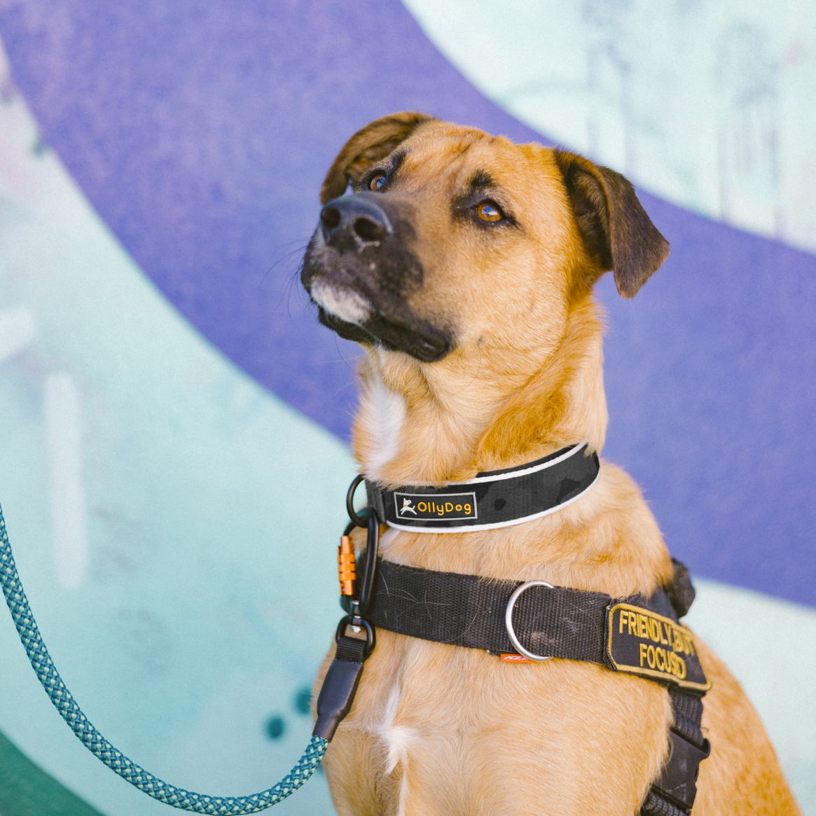 Medium-sized dog wearing OllyDog Flagstaff Reflective Comfort Collar in dream camo color, featuring padded neoprene lining, sublimation polyester webbing, quick-release buckle, and reflective piping for nighttime safety, paired with harness and leash for outdoor walking #color_dream camo