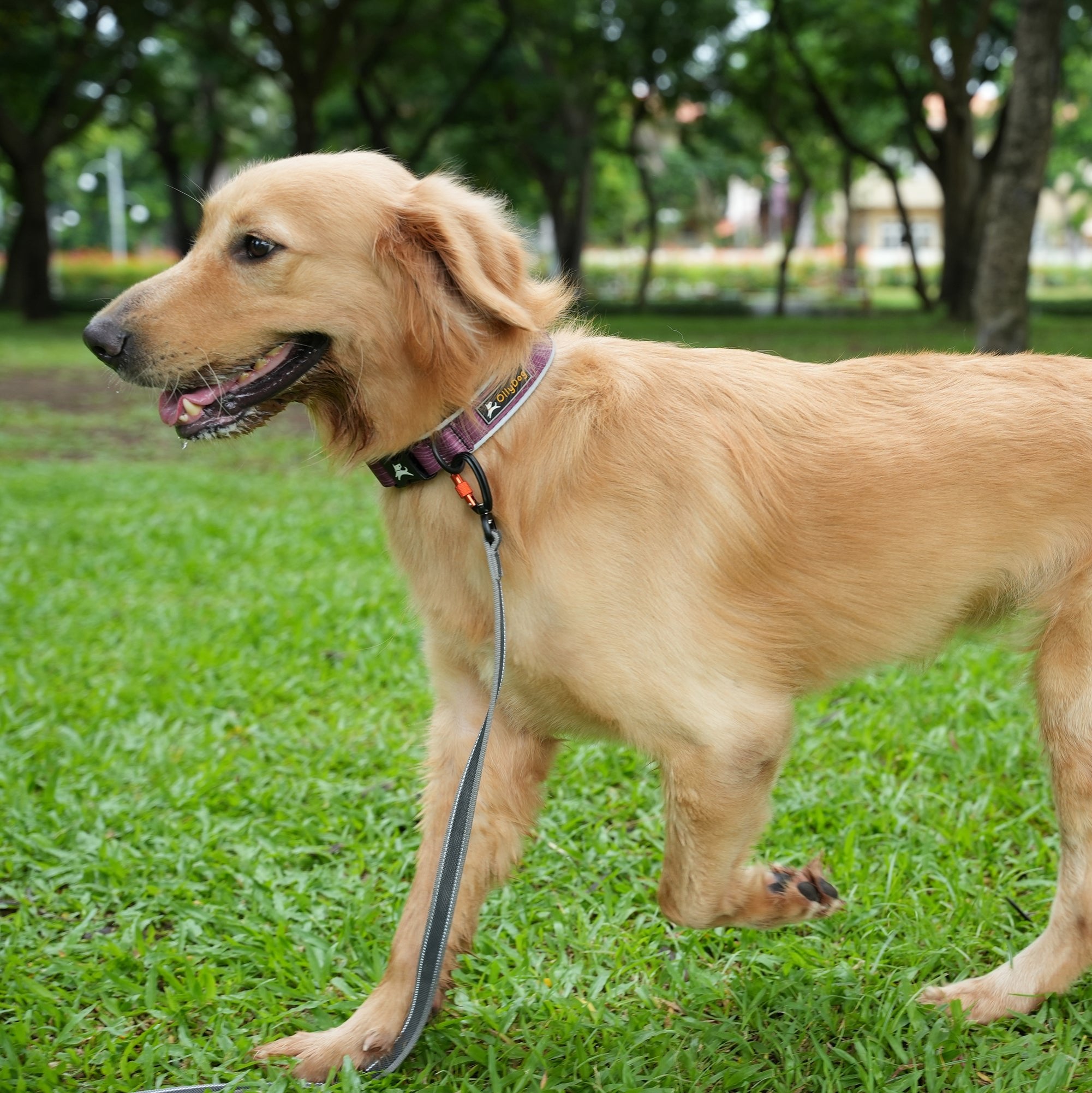 Golden Retriever walking with OllyDog Flagstaff Reflective Comfort Collar in Rosewood, adjustable padded neoprene dog collar with reflective piping, side-release buckle, aluminum D-ring, durable sublimation polyester webbing, secure fit for medium and large dogs, outdoor pet accessories #color_rosewood woodgrain