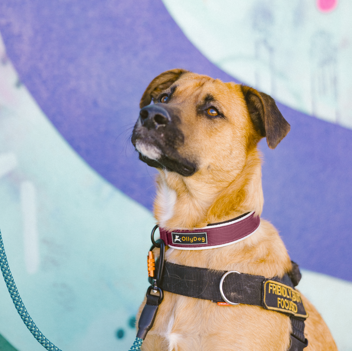 Dog wearing OllyDog Flagstaff Reflective Comfort Collar in Rosewood, padded neoprene dog collar with sublimation polyester webbing, side-release buckle, aluminum D-ring leash attachment, reflective trim, stylish and durable pet accessory for medium and large dogs, training harness shown #color_rosewood woodgrain