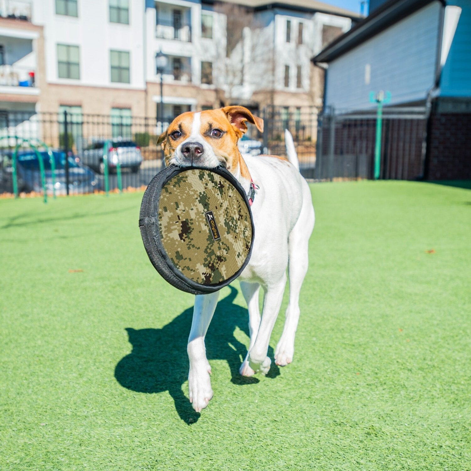 The photo shows a white dog playing with the OllyDog Flyer Disc in Woodland Camo on the lawn. This vibrant dog frisbee toy is a non-toxic dog toy that can also be used as a floating dog toy, perfect for fetch games. #color_woodland camo