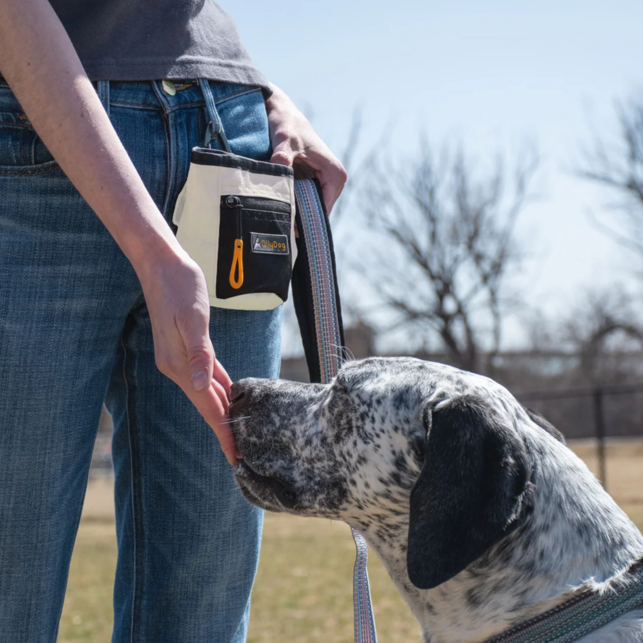 The image shows a woman and a her hand reaching down to interact with a dog. The dog has black spotted fur. The person is wearing an OllyDog treat pouch in Bluff color on her waist, suggesting she is interacting with the dog. This activity takes place outdoors with green grass and trees in the background. #color_bluff