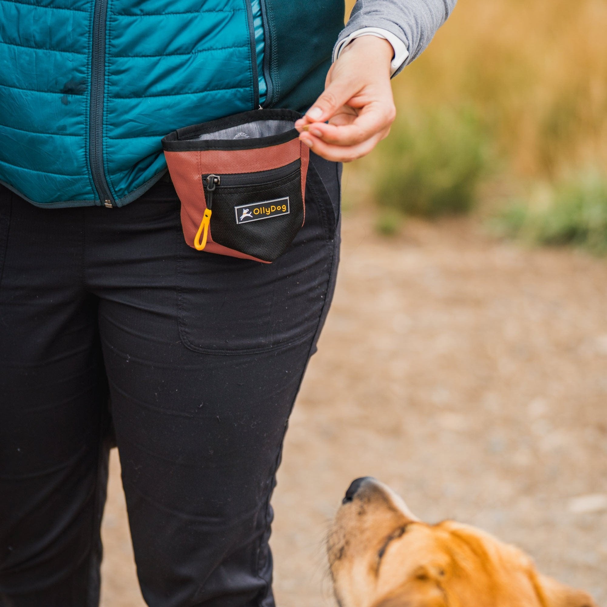 "Person wearing the OllyDog Goodie Treat Bag in Cider color while holding a treat, preparing to reward a dog. The pouch is clipped to their waistband and a dog is seen looking up attentively #color_cider