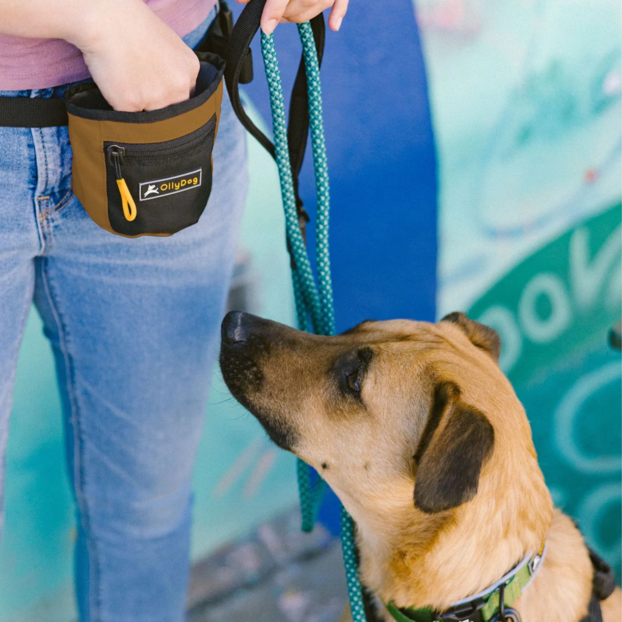 The image shows a close-up view of a woman, with an OllyDog treat pouch in Elmwood color attached to her waistband. A leashed dog is sitting next to the woman and looking up expectantly. The person is wearing a pink top, blue jeans, and the dog appears to be wearing a collar in Cactus Woodgrain color. The background is an urban setting, with colorful artwork or displays visible. #color_elmwood
