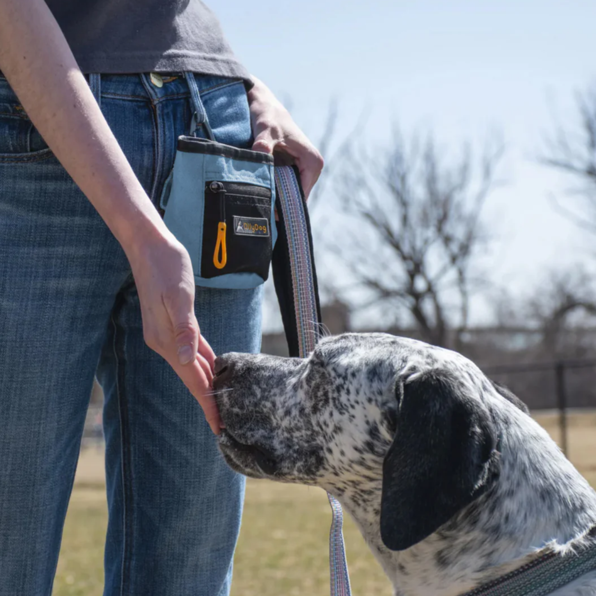 The image shows a woman and a her hand reaching down to interact with a dog. The dog has black spotted fur. The person is wearing an OllyDog treat pouch in Pacific Coast color on her waist, suggesting she is interacting with the dog. This activity takes place outdoors with green grass and trees in the background. #color_pacific coast