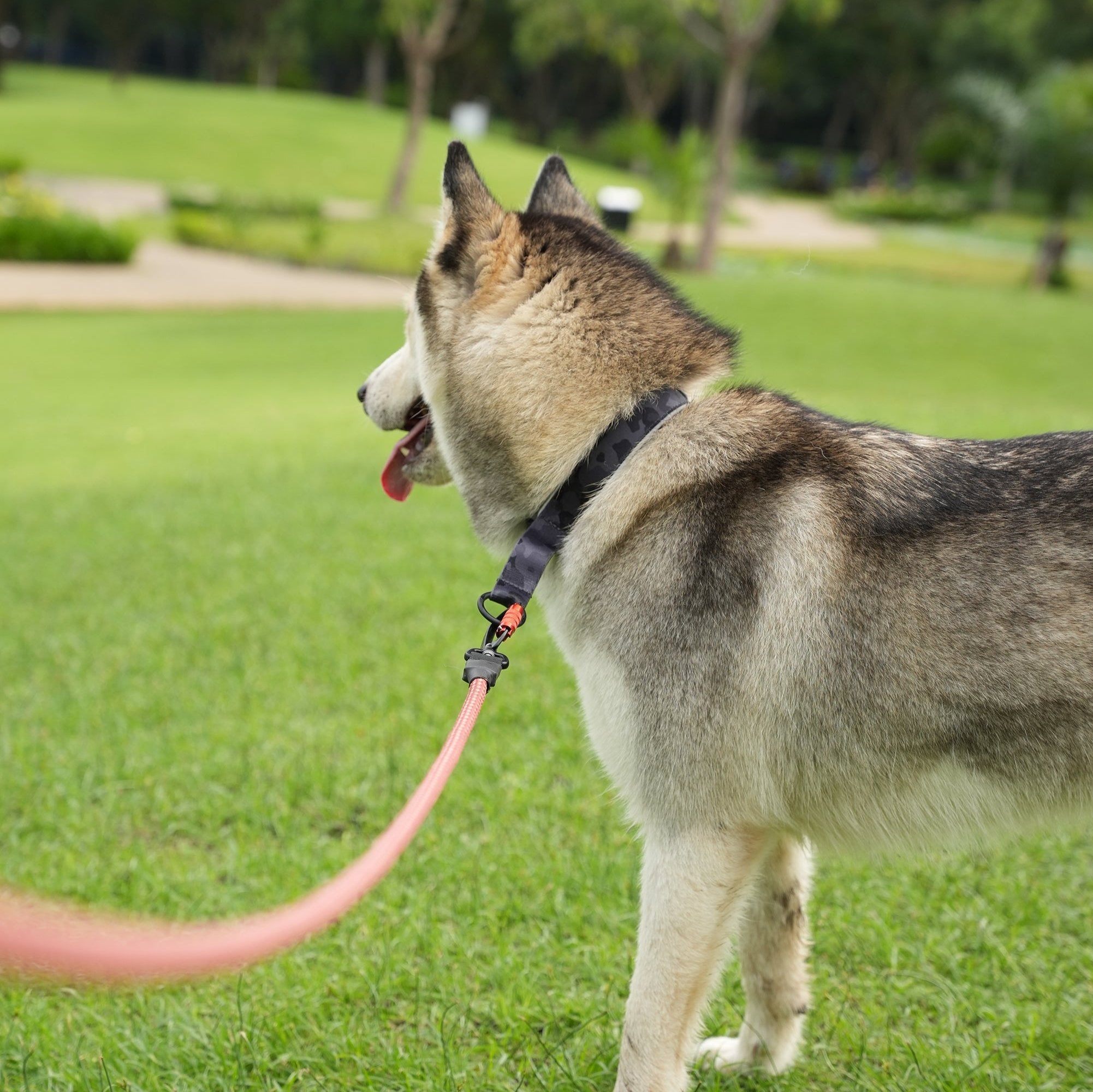 Husky wearing OllyDog Martingale Reflective Comfort Collar in Dream Camo, featuring padded neoprene layer, reflective trim for nighttime visibility, and secure O-ring leash clip during park walk #color_dream camo