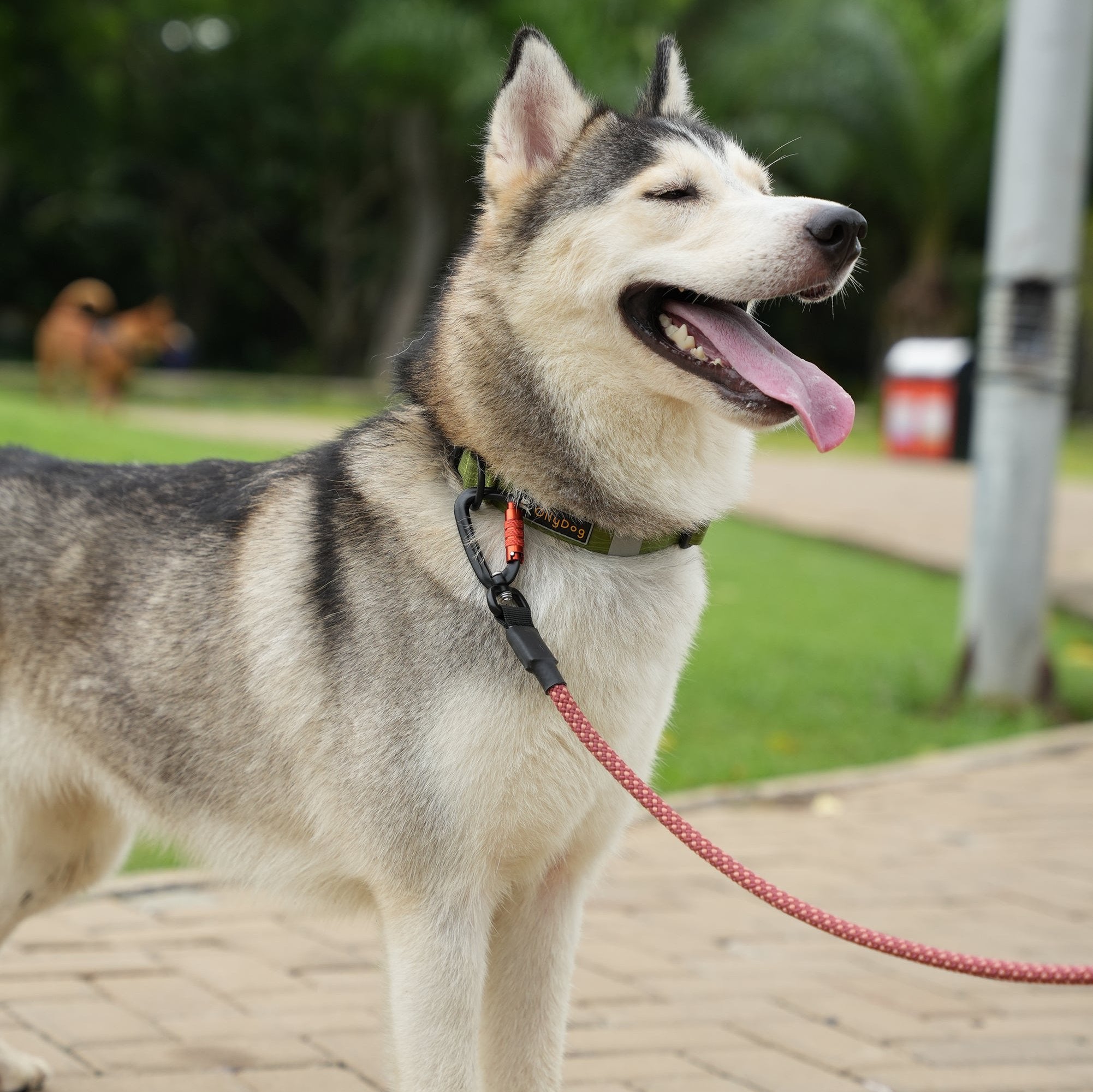 Husky wearing OllyDog Mountain Leash in Clay color, durable 75-inch climbing rope leash with padded handle and swivel carabiner clip, perfect for outdoor walking and training #color_clay