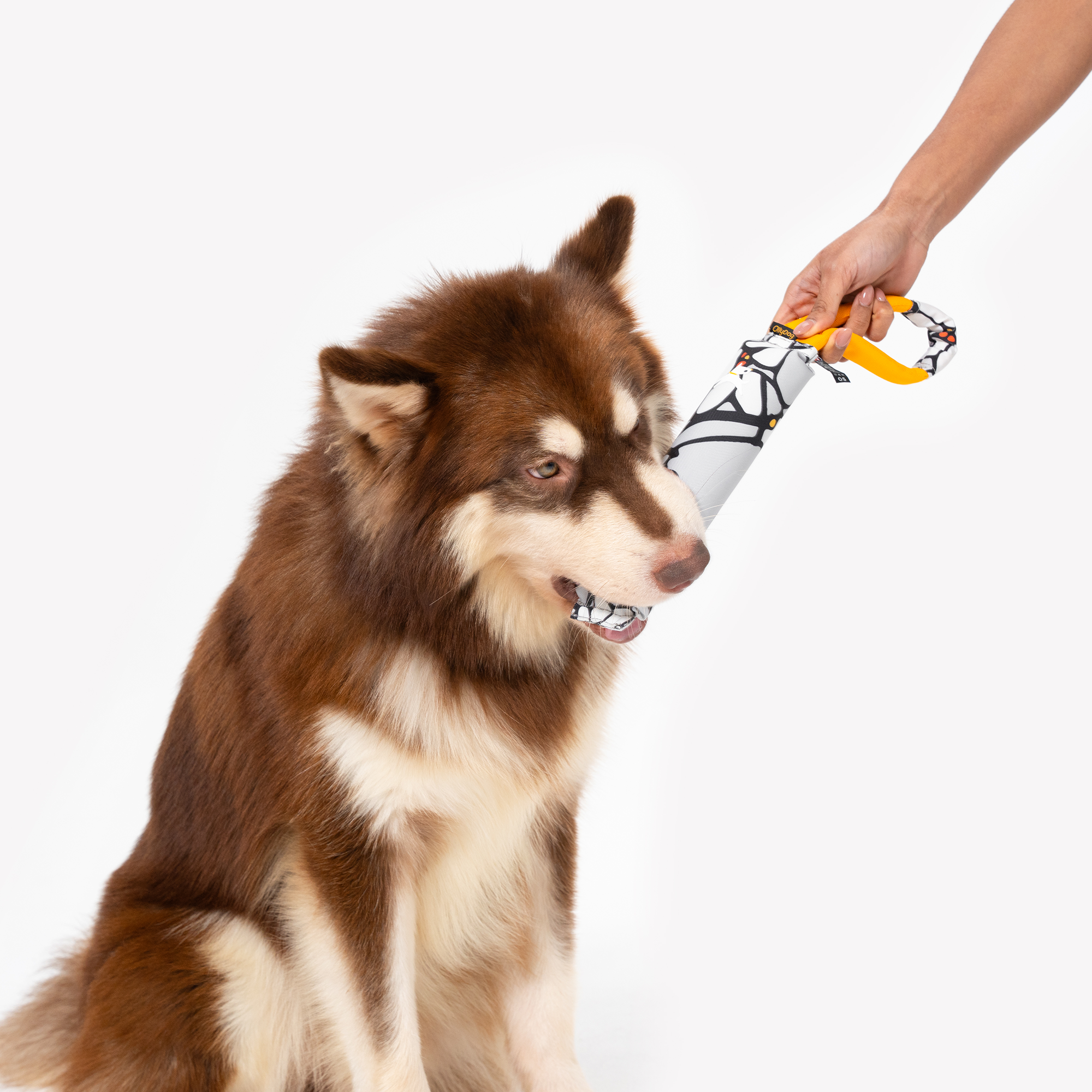 Dog biting and tugging on the OllyDog Tugger dog toy in Magnolia print, highlighting its durable floral-patterned body and sturdy yellow handle during interactive play #color_magnolia