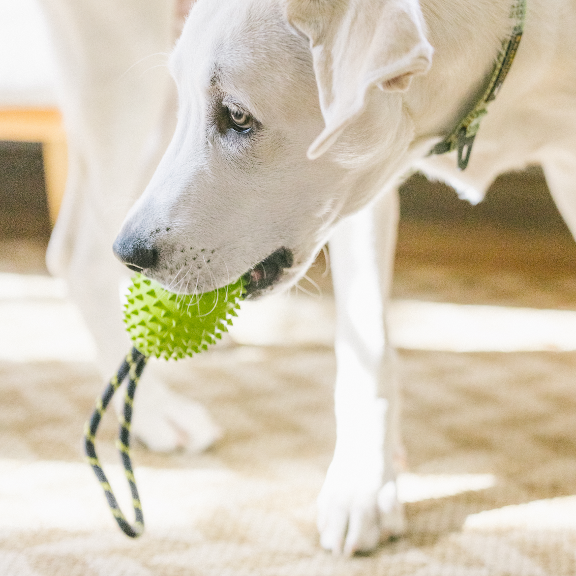 Dog playing with OllyDog Spikey Rugby rubber chew toy in lime green, durable natural rubber with textured surface for dental health, rope handle for tugging and throwing, lightweight and safe for light to moderate chewers, ideal for dogs under 50lbs