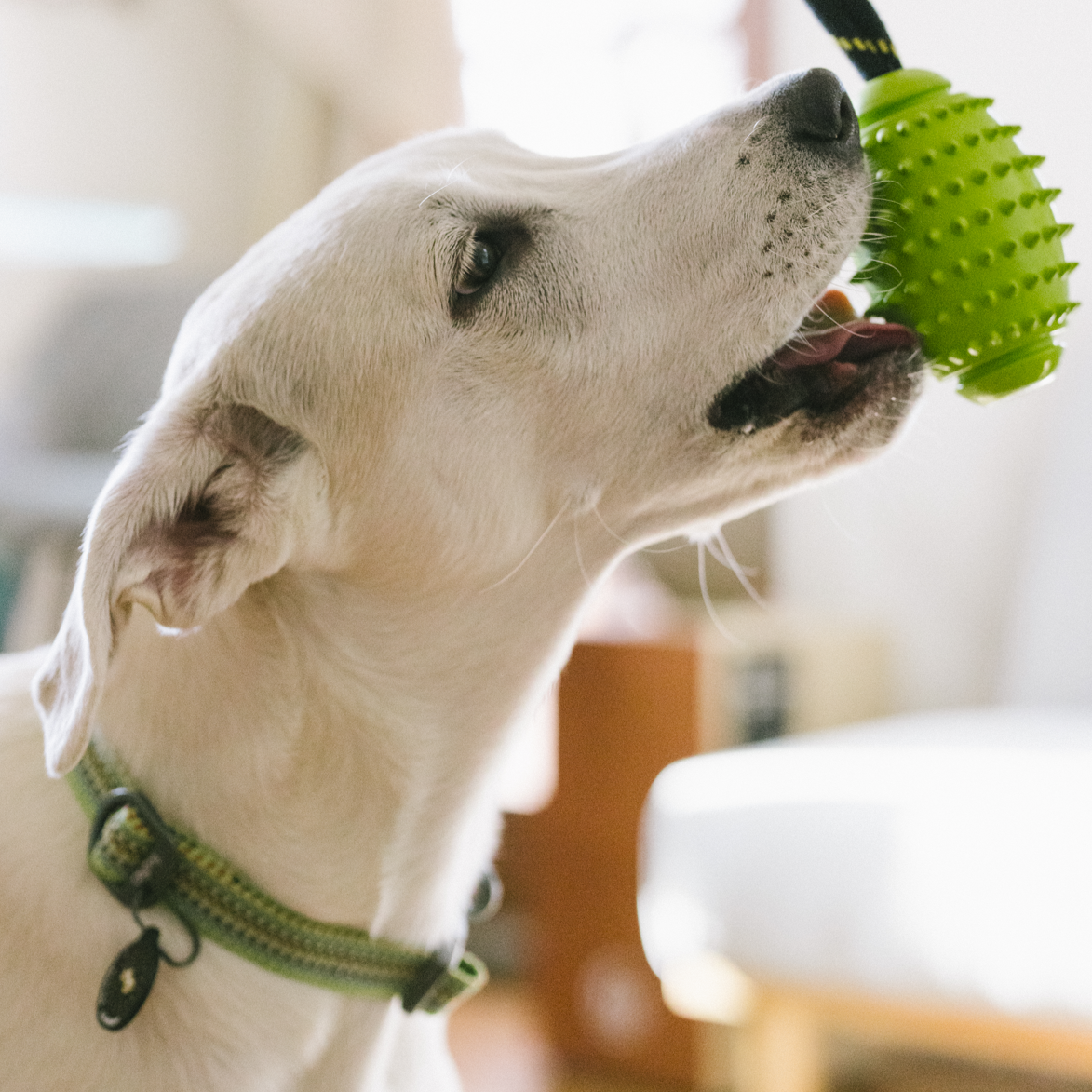 Dog biting OllyDog Spikey Rugby rubber chew toy in lime green, durable natural rubber with spiked surface for dental cleaning and gum massage, rope handle for interactive tug and fetch, safe for light to moderate chewers, designed for dogs under 50lbs
