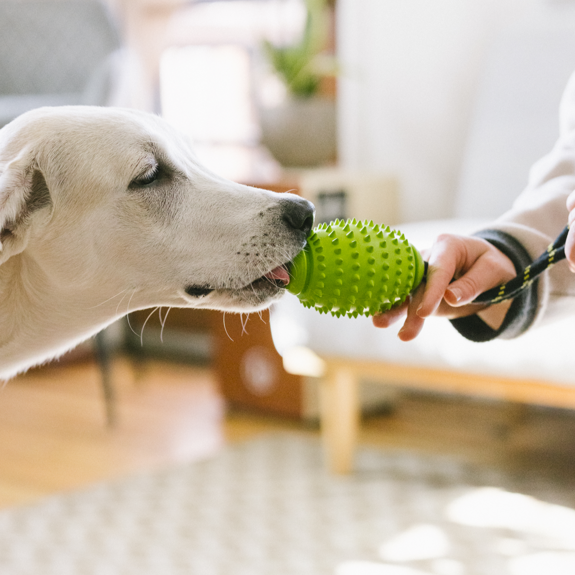 Dog playing tug with OllyDog Spikey Rugby rubber chew toy in lime green, durable natural rubber with spiked texture for teeth cleaning and gum massage, rope handle for interactive play and fetch, safe for light to moderate chewers, ideal for dogs under 50lbs