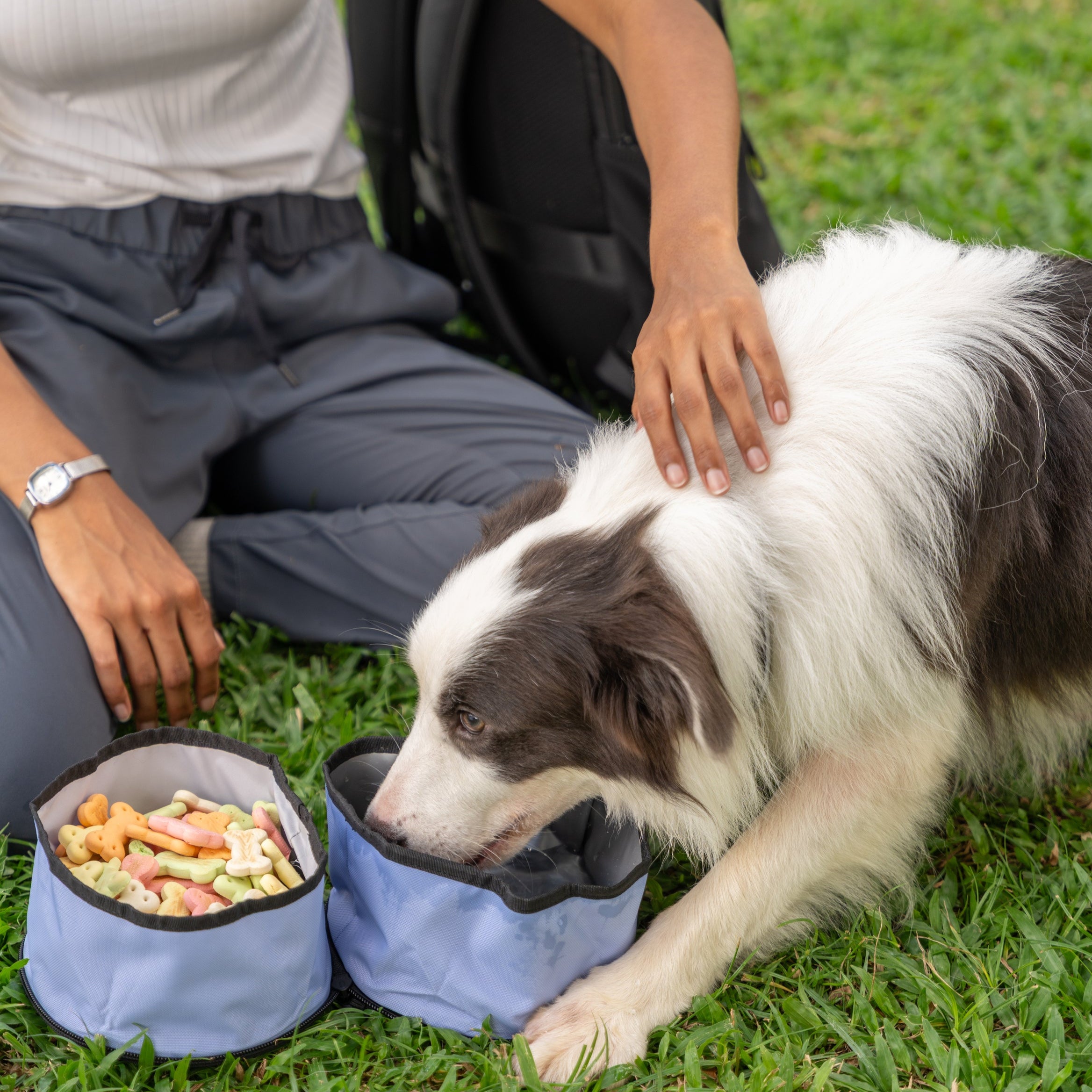 Dog eating and drinking from the OllyDog Superbowl in Blue Heron color, with dual recycled bowls for food and water during a park outing #color_blue heron